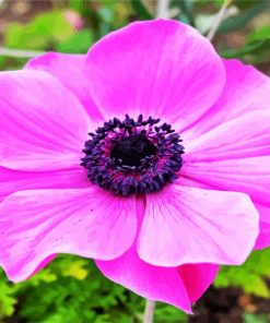 Pink Anemones paint by numbers