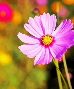 Pink Cosmos Flowers paint by numbers