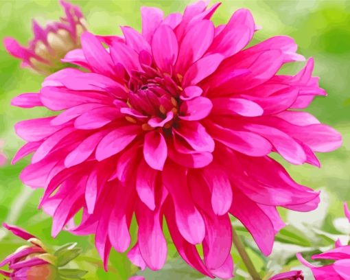 Pink Fuschia Dahlia paint by numbers