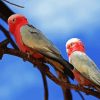 Pink And Grey Cockatoo paint by numbers