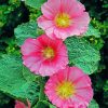 Pink Hollyhocks paint by numbers