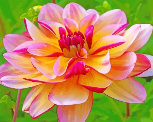 Pink Yellow Dahlia paint by numbers