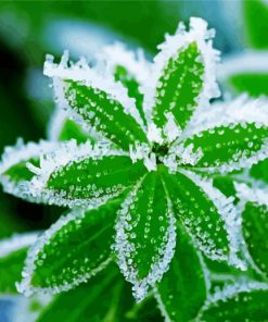 Plant Leaves Frost paint by numbers