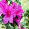 Purple Azaleas paint by numbers