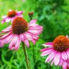 Purple Coneflower paint by number