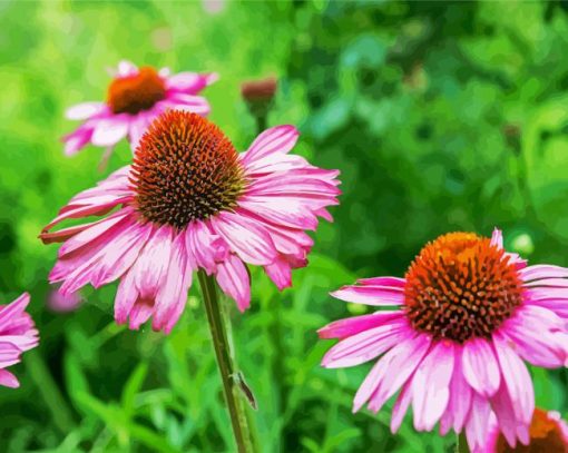 Purple Coneflower paint by number