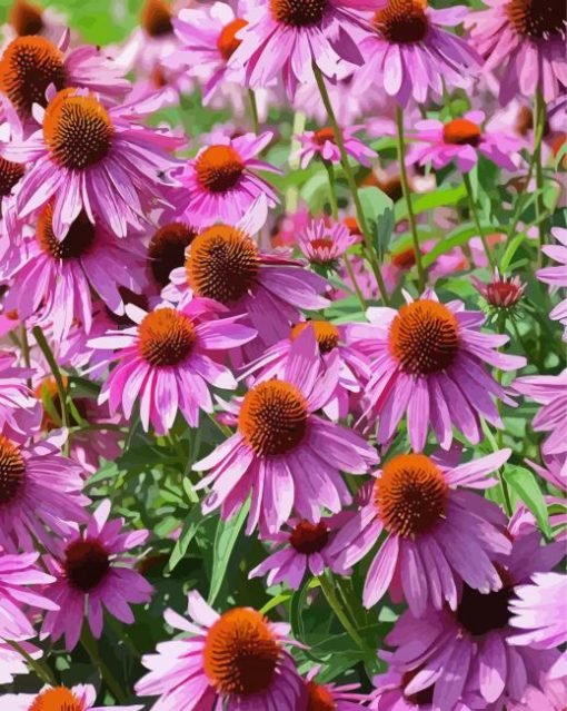 Purple Coneflower Wild Flower paint by number