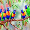 Rainbow Lorikeet Birds paint by numbers