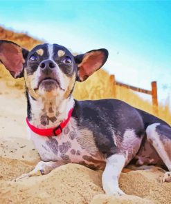 Rat Terrier At The Top Of A Hill paint by number