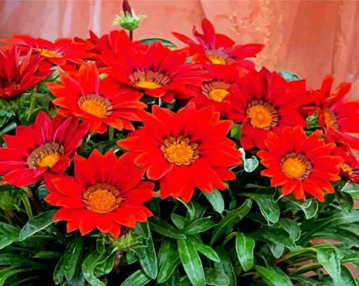 Red Gazania paint by number