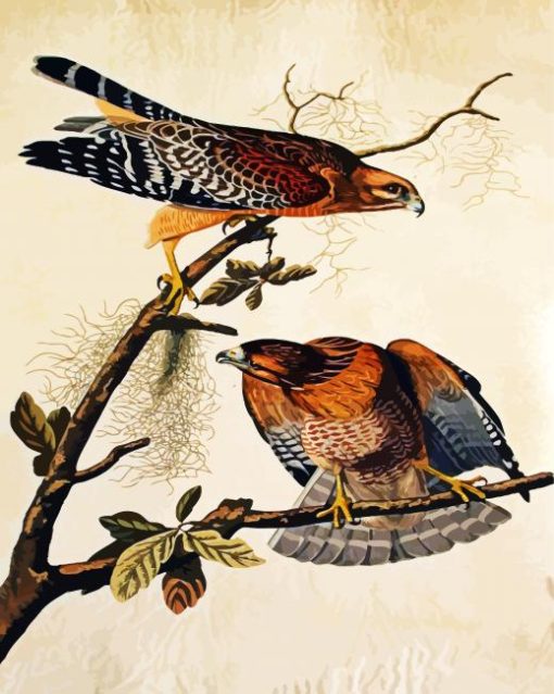 Red Shouldered Shawk By James Audubon paint by numbers