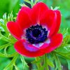 Red Anemones paint by numbers