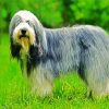 Royal Sheepdog paint by numbers