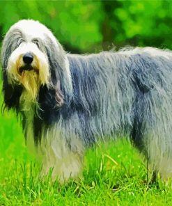 Sheepdog Animal paint by number