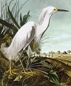 Snowy Heron By John James Audubon paint by number