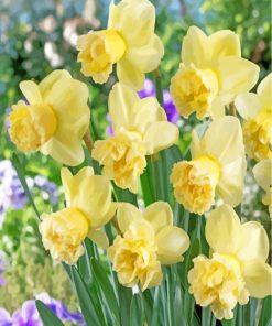 Spring Daffodils paint by number