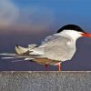 Sternidae Tern Bird paint by numbers