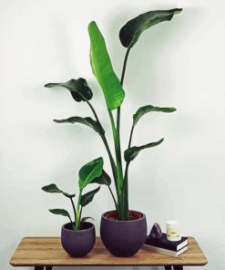 Strelitzia Plantpots paint by numbers