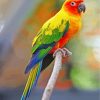 Sun Conure Bird paint by number