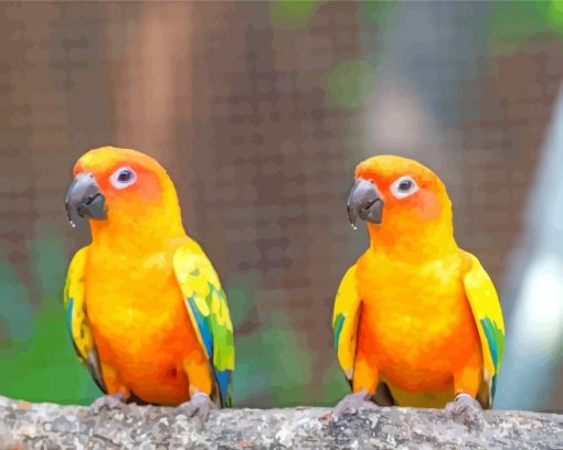 Sun Conure Birds paint by number