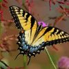 Swallowtail Butterfly paint by numbers