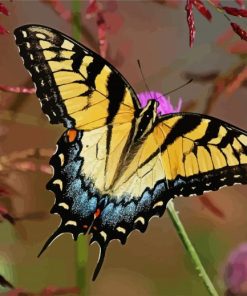 Swallowtail Butterfly paint by numbers