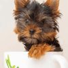 Teacup Yorkie paint by numbers