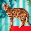 The Bengal Cat paint by numbers