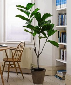 The Fiddle Leaf Fig Plant paint by number