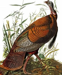 The Wild Turkey By James Audubon paint by numbers