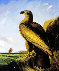 Washington Sea Eagle By John James Audubon paint by number