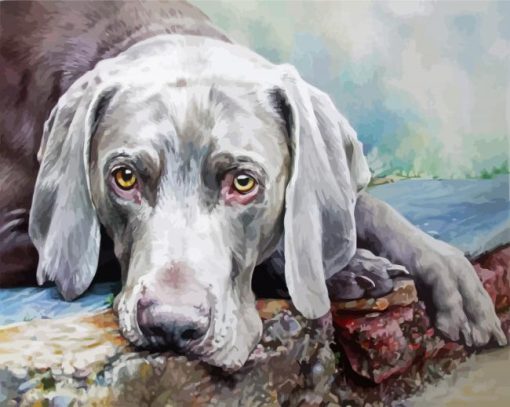 Weimaraner Dog Illustration paint by number