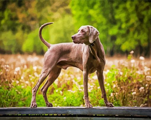 Weimaraner Dog paint by number