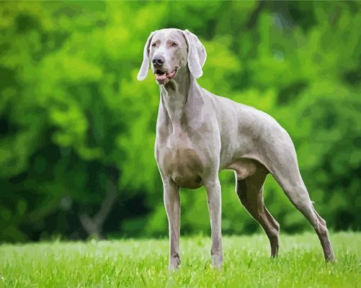 Weimaraner paint by number