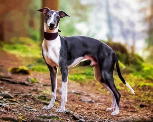 Whippet Puppy paint by number