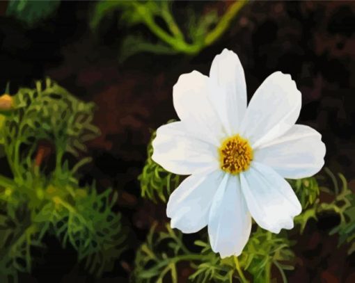 White Cosmos Flower paint by number