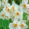 White Daffodils paint by number