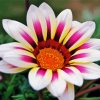 White Purple Gazania paint by number