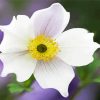 White Anemones paint by numbers