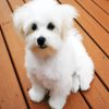 White Bichon Frise paint by number