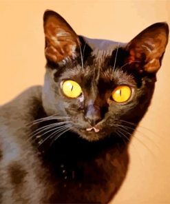 Yellow Eyed Bombay Cat paint by number