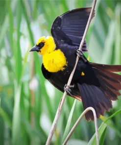 Yellow Headed Blackbird On An Branch paint by numbers