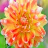 Yellow Orange Dahlia paint by number