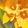 Yellow Daffodils paint by number