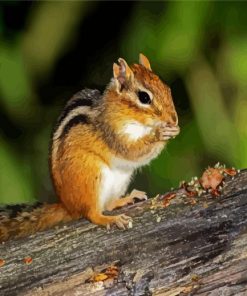 Adorable Chipmunk paint by number