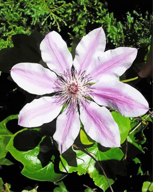 Aesthetic Clematis paint by number