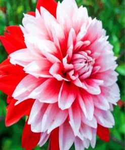 Aesthetic Dahlia paint by numbers