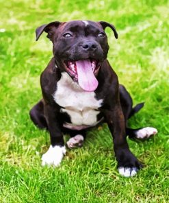 Aesthetic Staffordshire Bull Terrier paint by number