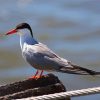 Aesthetic Sternidae Tern Bird paint by number