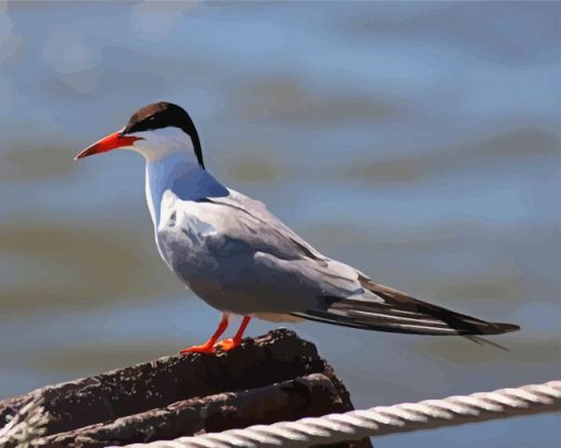 Aesthetic Sternidae Tern Bird paint by number